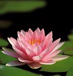 Bach Flower Therapy in Montgomery County, PA and Philadelphia, PA